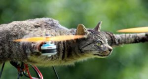 Drone Modellerine İlham Veren Canlılar